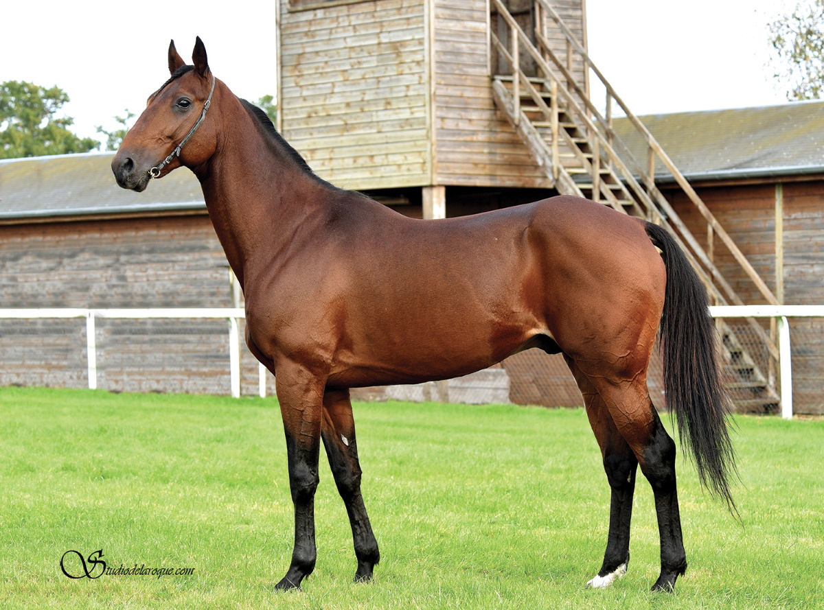 Saillie DIGNE ET DROIT Etalon Haras De Marancourt - Club-élevage