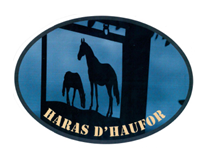 Photo Les étalons du Haras d'Haufor - Saison 2022