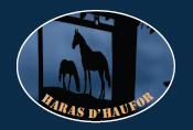 Photo Les étalons du Haras d'Haufor - Saison 2023