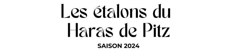 Photo Les étalons du Haras de Pitz - Saison 2024