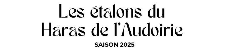 Photo Les étalons du Haras d'Audoirie - Saison 2025