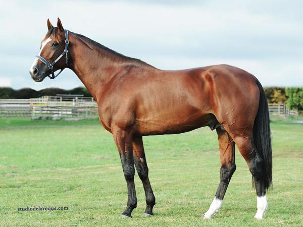 Photo Les étalons du Haras de Vains - Saison 2022