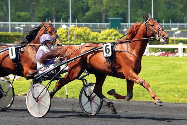 Photo BOCCADOR DE SIMM : 2 vainqueurs et 10 placés