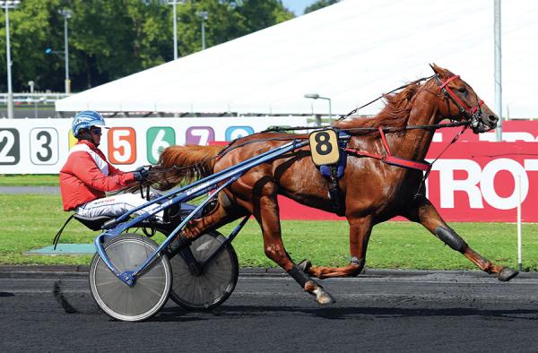 Photo EROS DU CHENE : 1 vainqueur et 5 placés