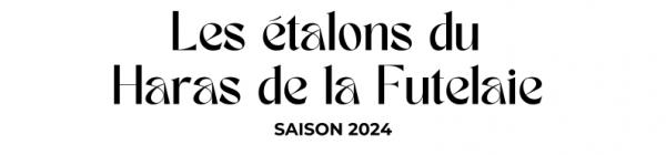 Photo Les étalons du Haras de la Futelaie - Saison 2024