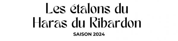 Photo Les étalons du Haras du Ribardon - Saison 2024