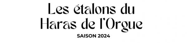 Photo Les étalons du Haras de l'Orgue - Saison 2024